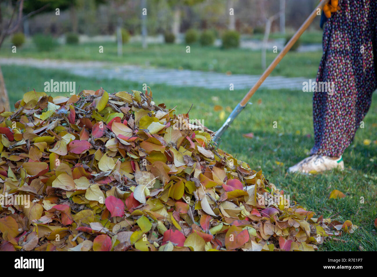 autumn, fallen leaves collecting. Stock Photo