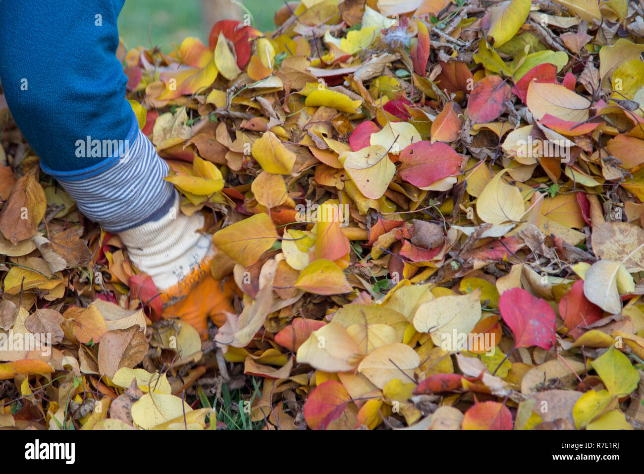 autumn, fallen leaves collecting. Stock Photo