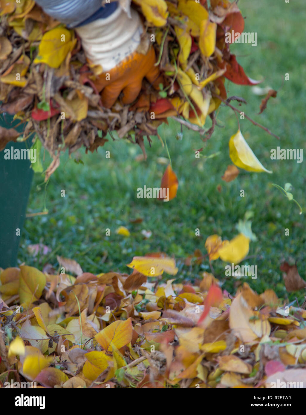 autumn, fallen leaves collecting. Stock Photo