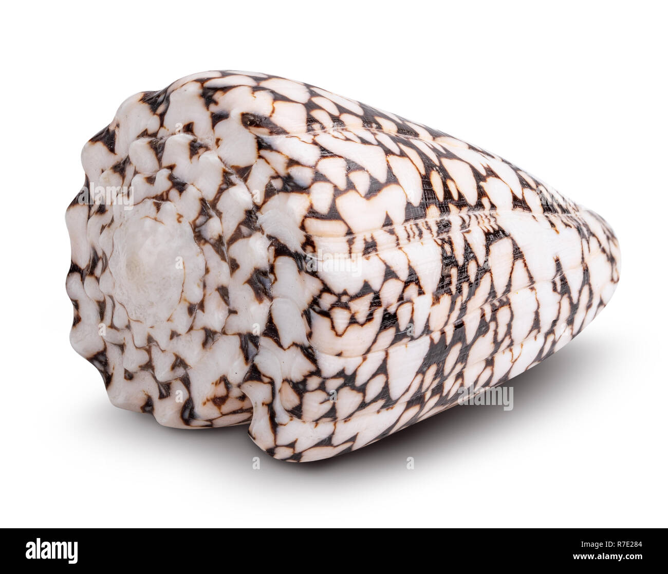 Sea shell isolated on white background. Clipping path Stock Photo - Alamy