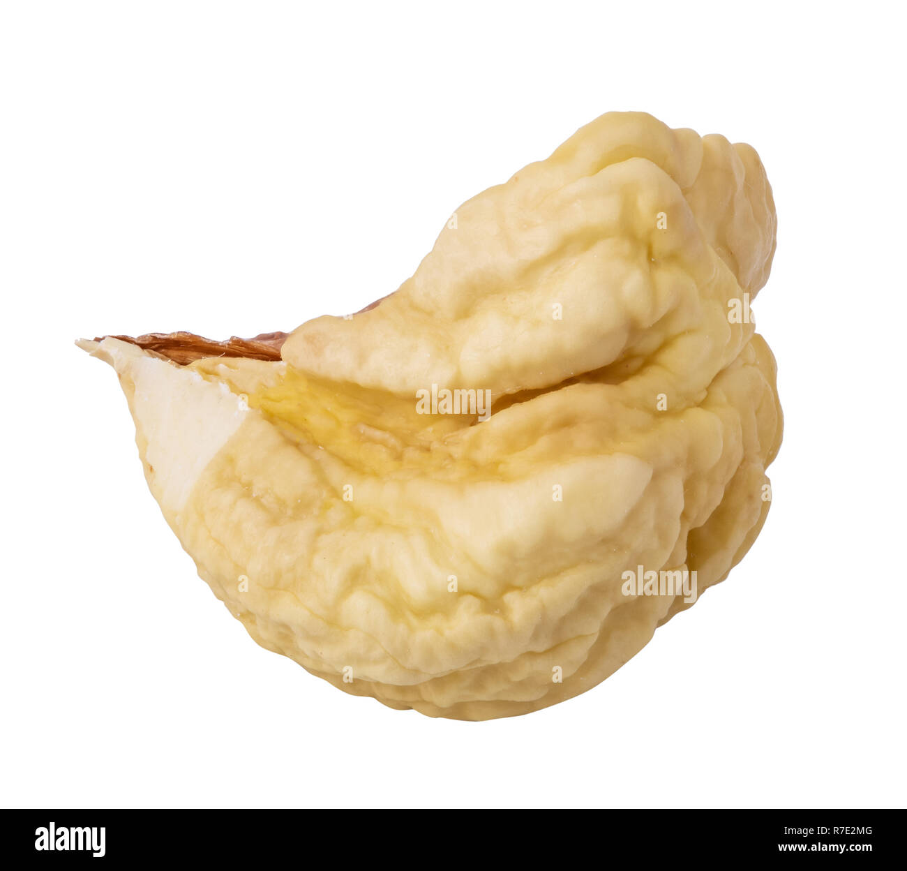 Chestnut isolated on white background. Clipping path Stock Photo