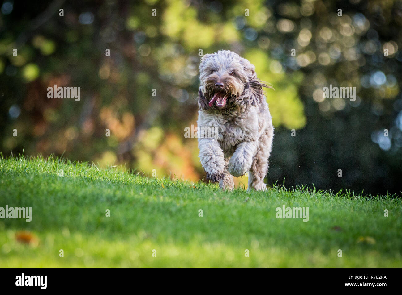 Cockapoo in Richmond Park Stock Photo