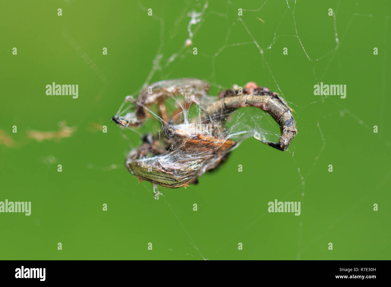 Unidentified dragonfly caught in a spider web Stock Photo Alamy