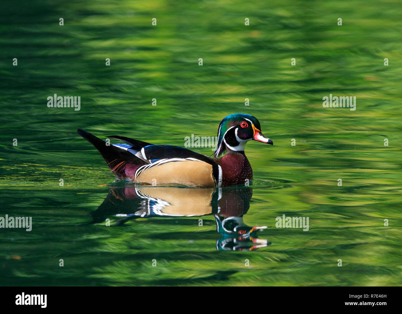 Male wood duck hires stock photography and images Alamy