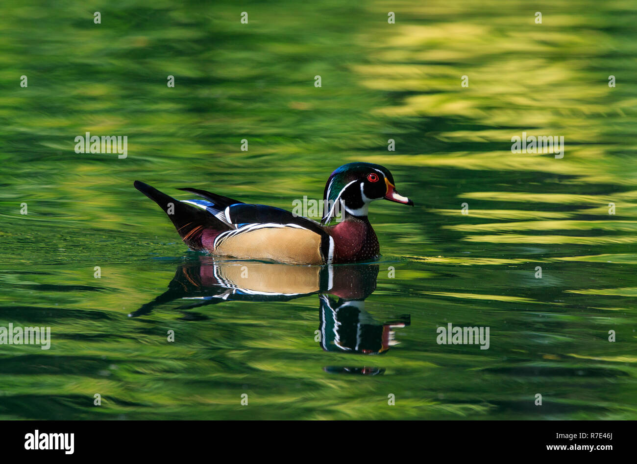 Male wood duck hires stock photography and images Alamy