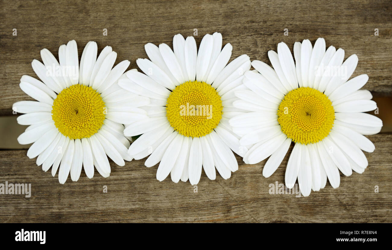 Three daisies on old wooden boards Stock Photo