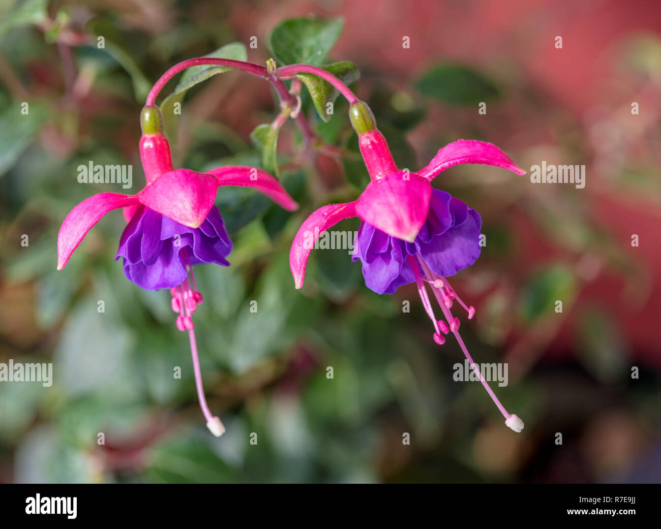 'Ringwood Market' Fuchsia, Fuchsia (Fuchsia hybrida) Stock Photo