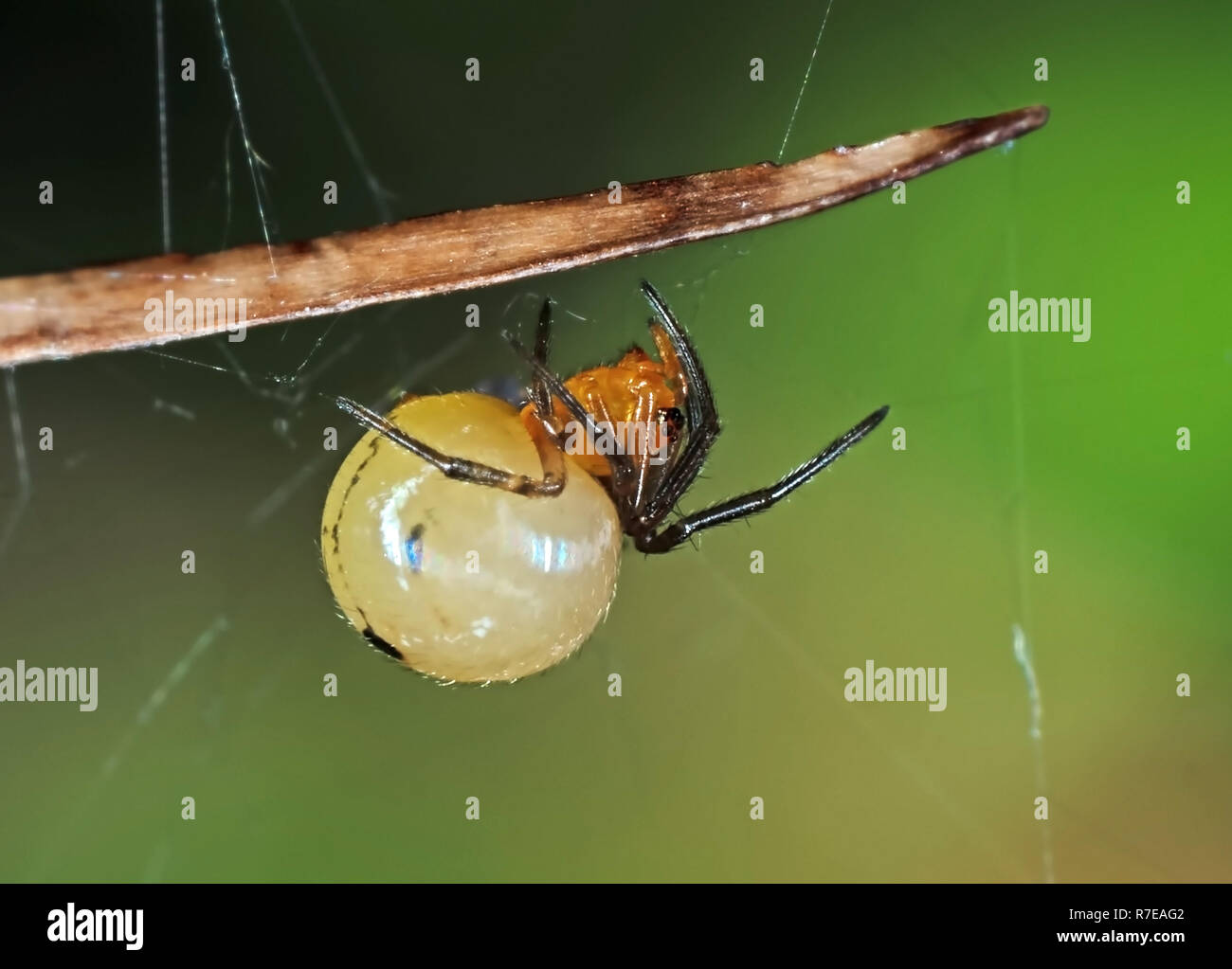 Vibrant How Can You Tell If A Spider Is Pregnant Image Photography Vibrant How Can You Tell If A Spider Is Pregnant Image Photography