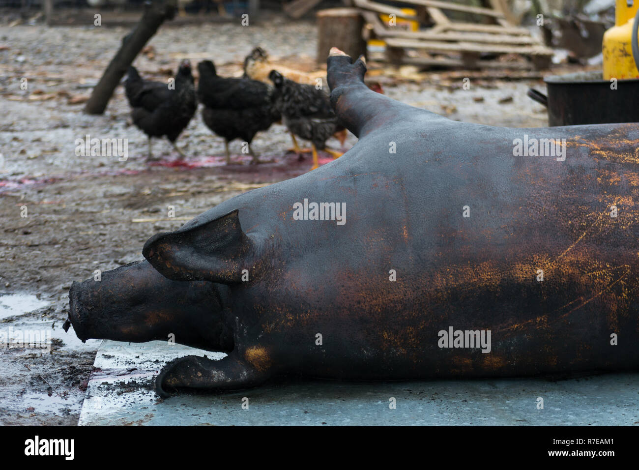 Pig slaughter. Primary treatment of carcasses after slaughter Stock