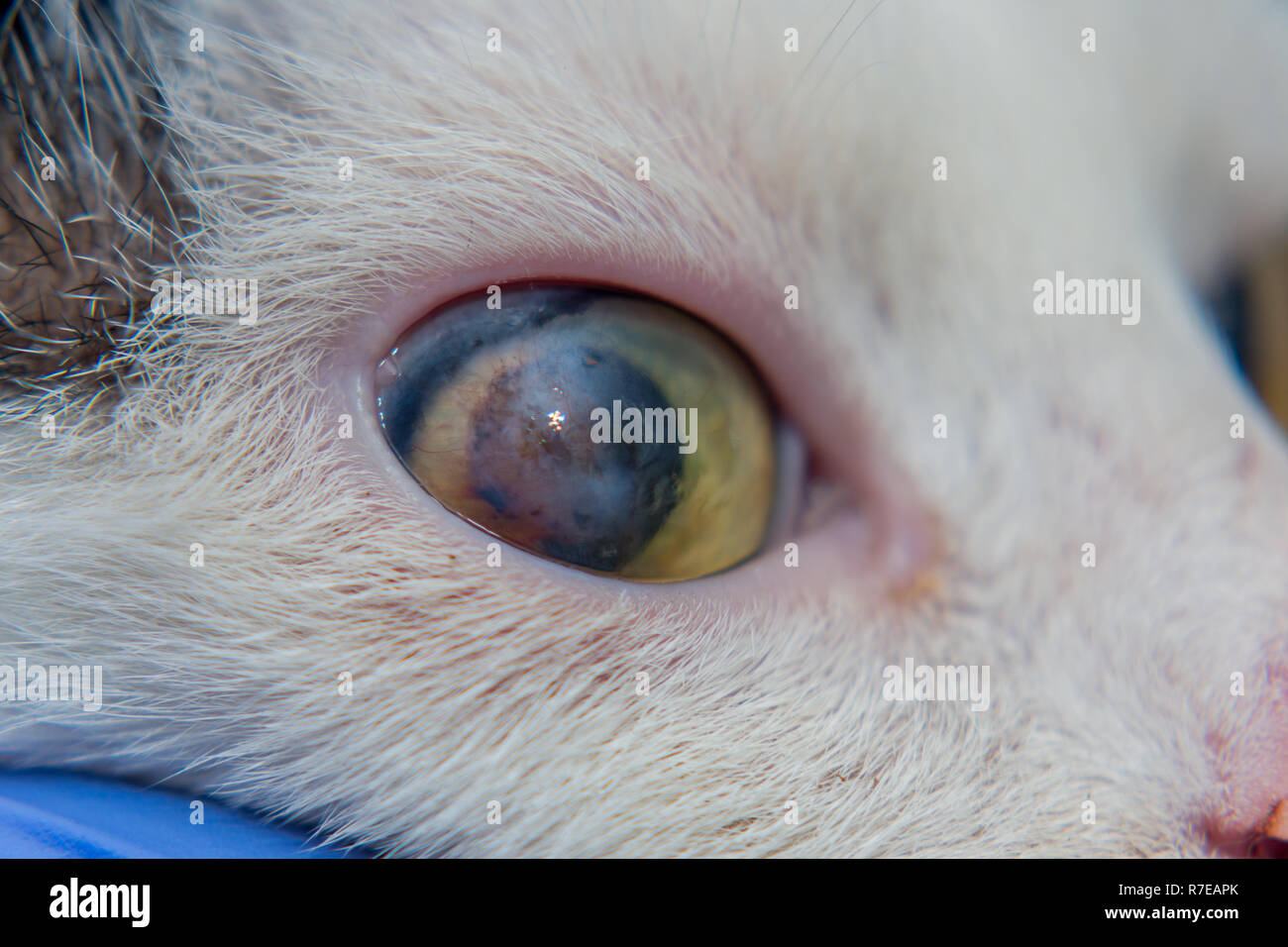 Adult cat with corneal ulcer Stock Photo