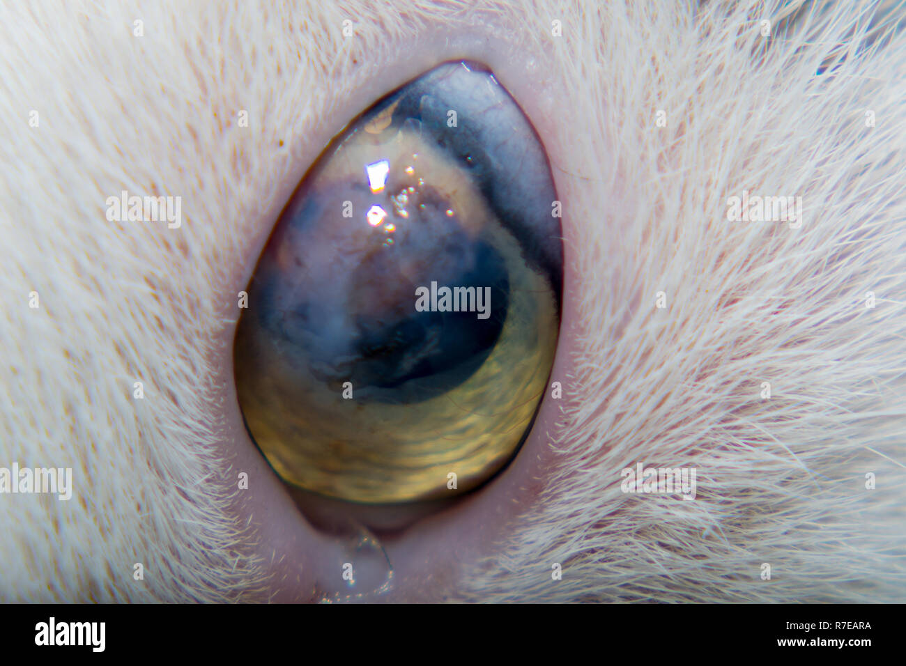 Adult cat with corneal ulcer Stock Photo