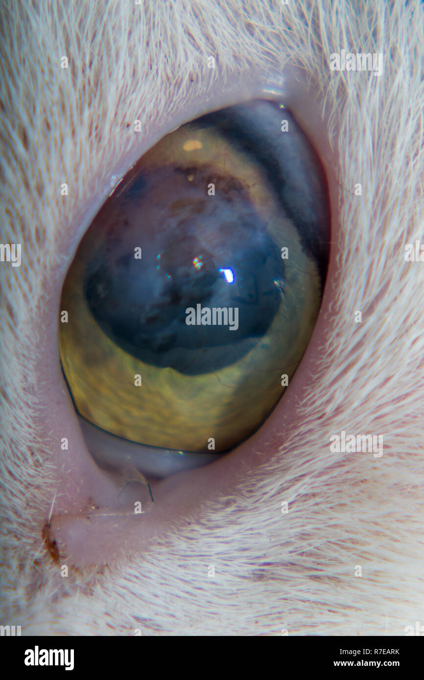 Corneal Ulcers In Cats