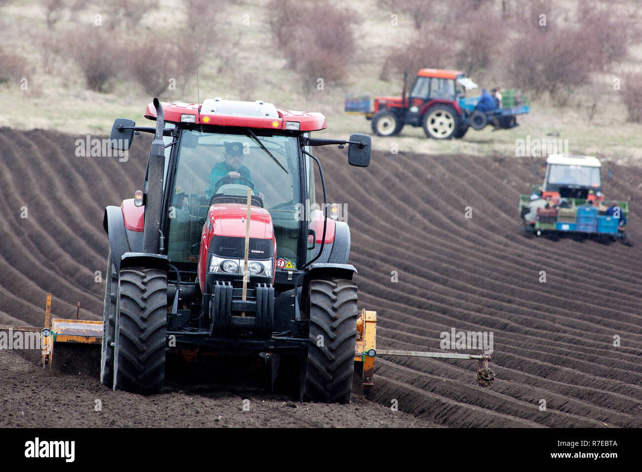 Potatoes planting, potato production, tractor rows Stock Photo