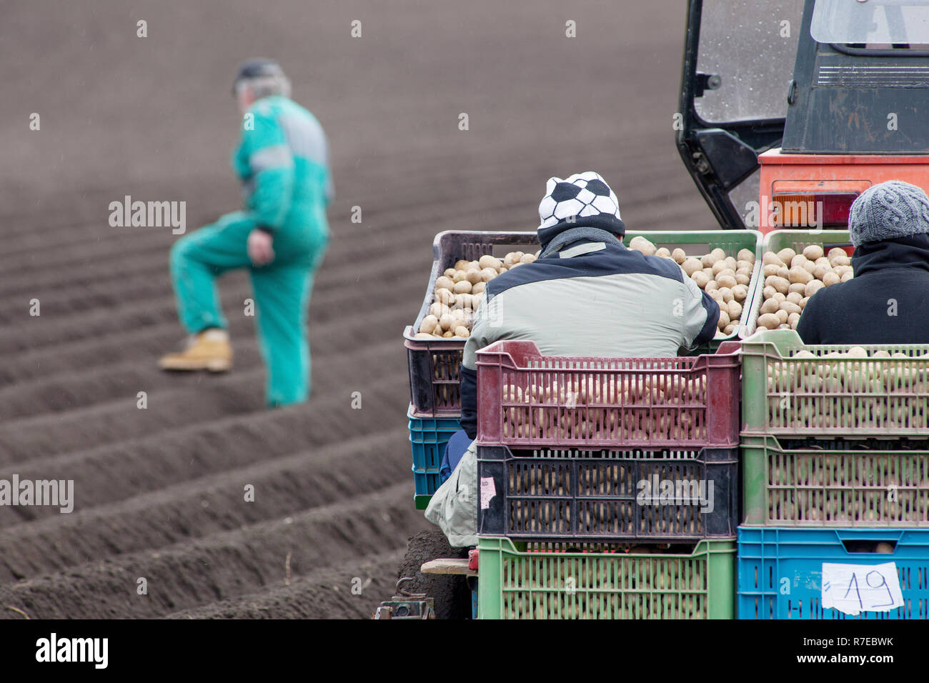 Potatoes planting, potato production, tractor rows Czech Republic farmer Stock Photo