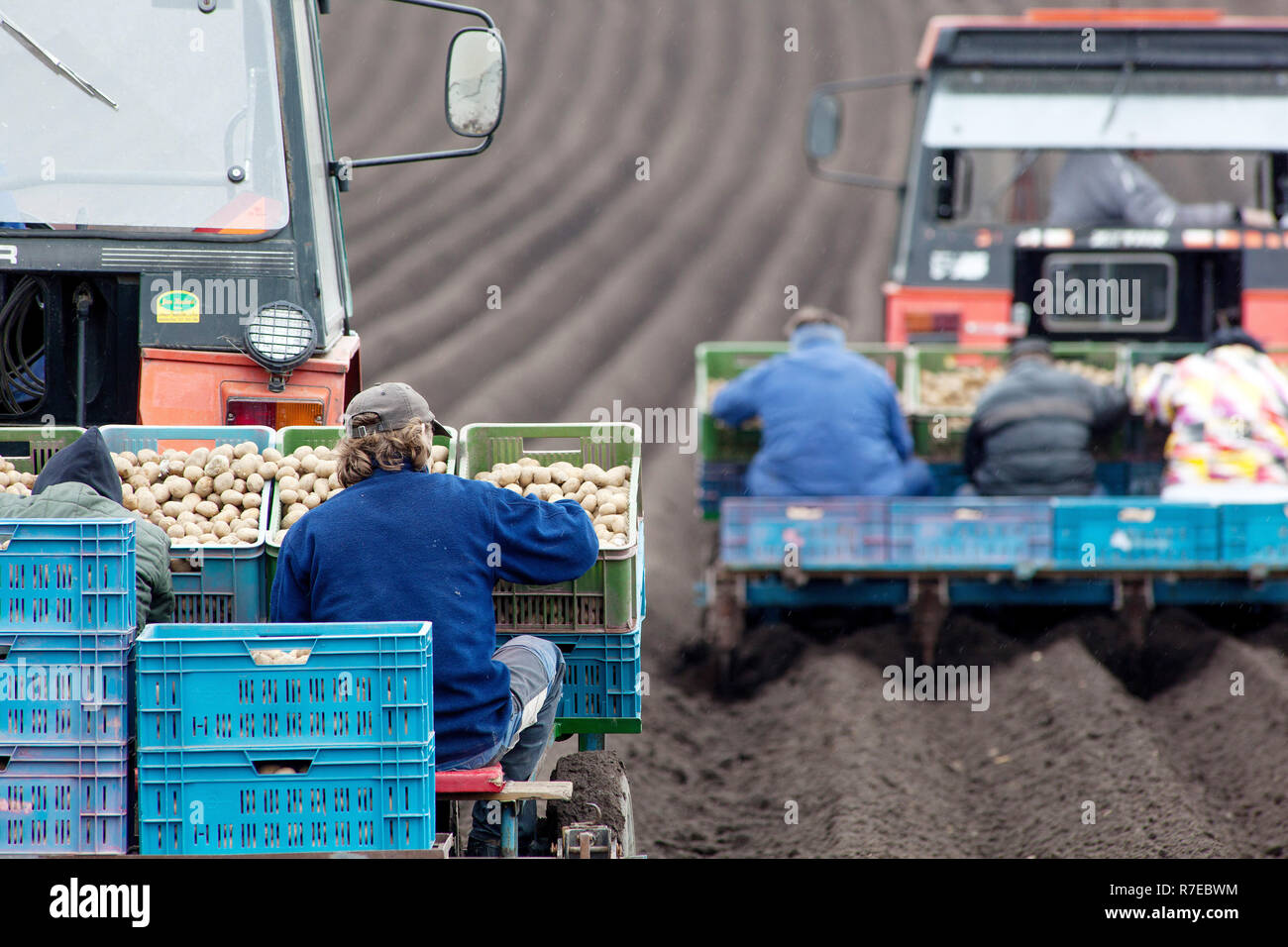 Potatoes planting, potato production, tractor rows Czech Republic farmer Stock Photo
