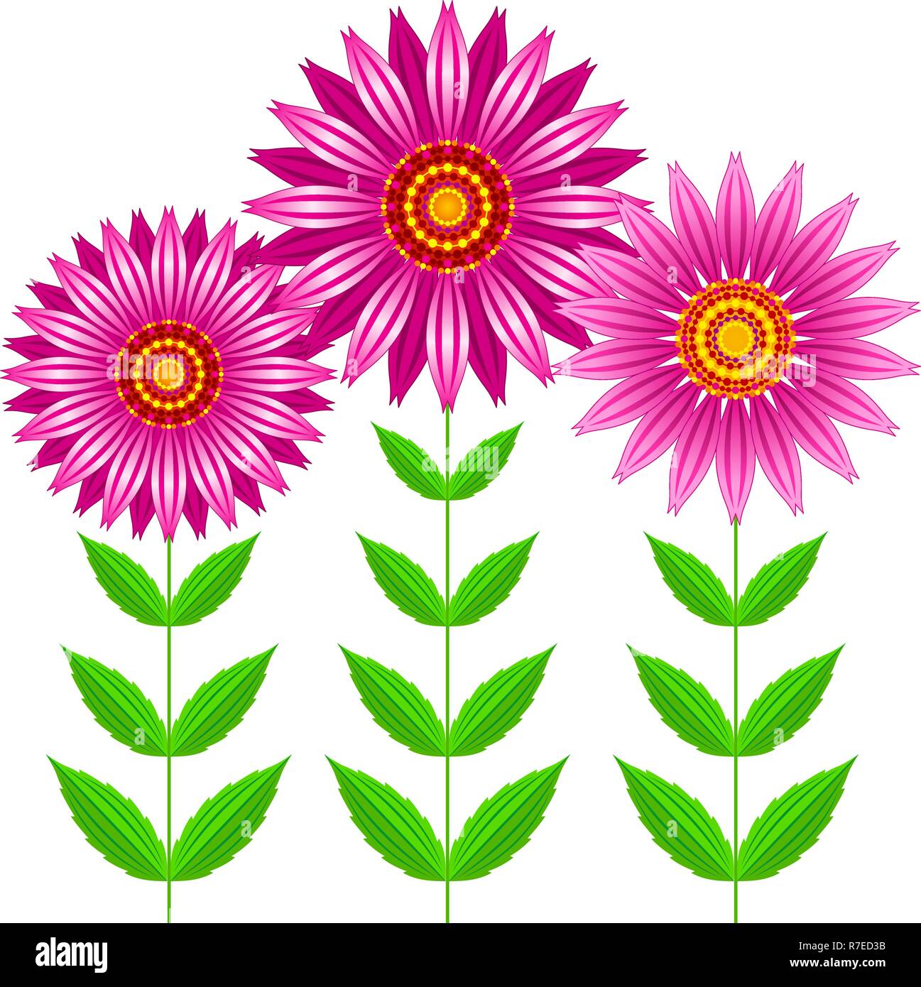 Echinacea purpurea flowers vector illustration Stock Vector