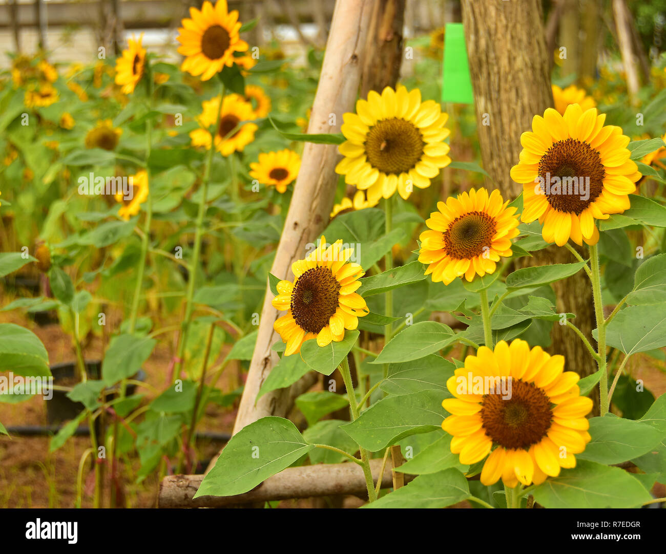 The Pollen of Sunflower with a Bee Stock Photo - Alamy