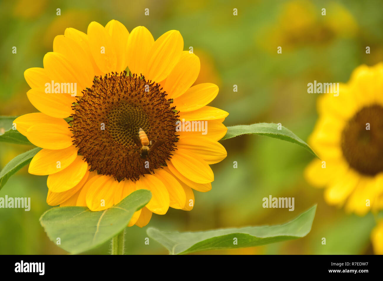 The Pollen of Sunflower with a Bee Stock Photo - Alamy