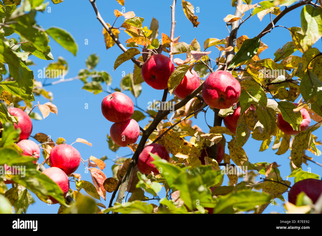 Red apples close-up hanging on the branches of Apple trees in the ...