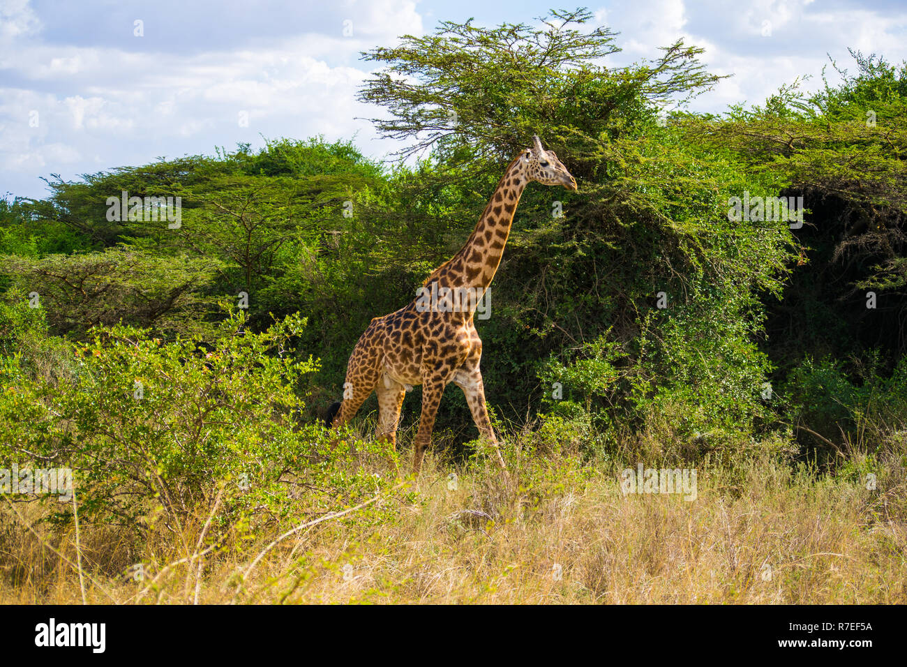 Giraffes in Nairobi National park with skyscrapers as background Stock Photo