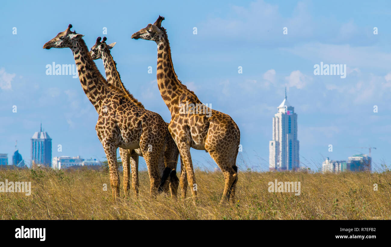 Giraffes in Nairobi National park with skyscrapers as background Stock Photo