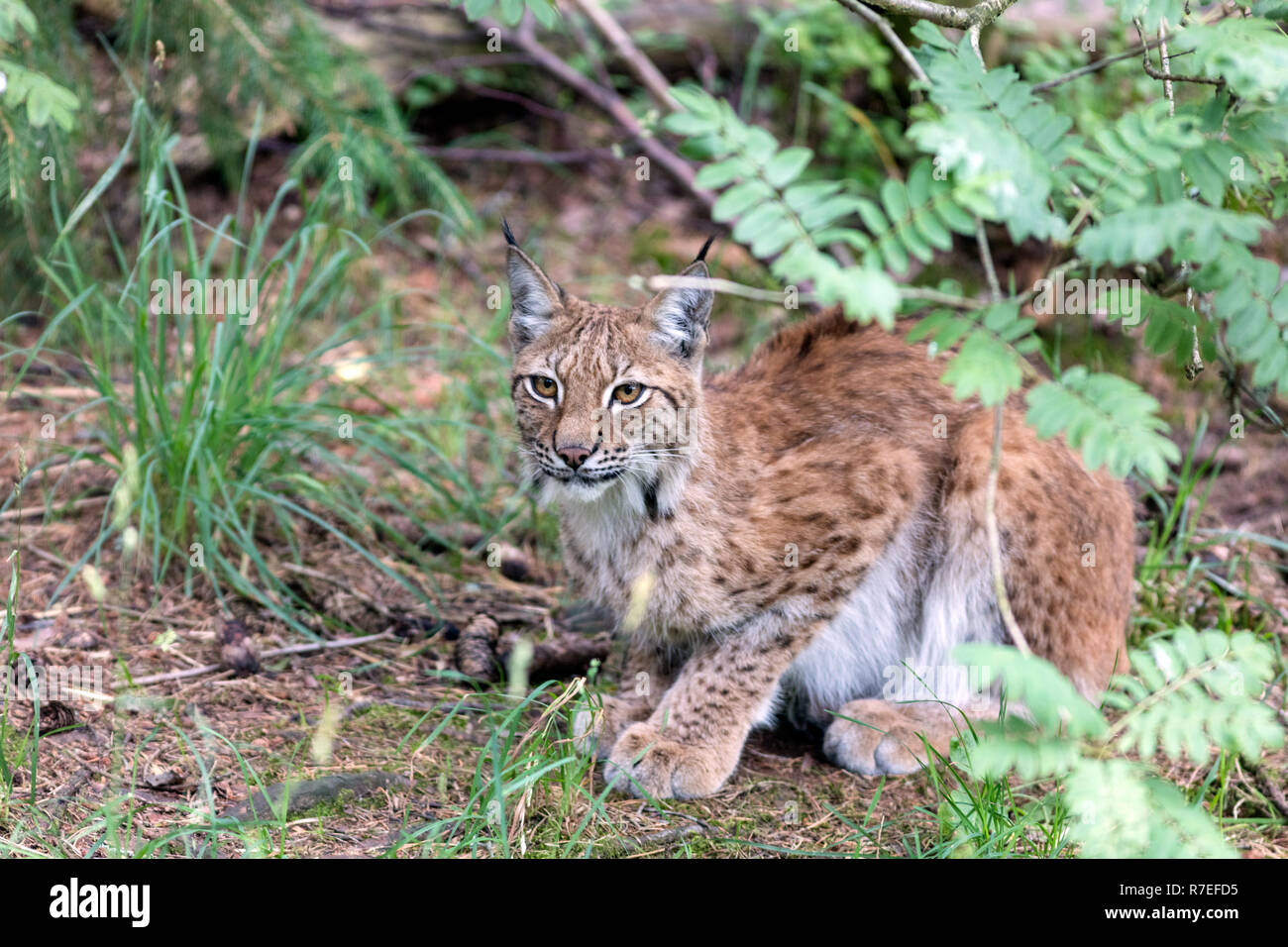 Eurasian Lynx, Lodjur, lo (Lynx lynx) Stock Photo