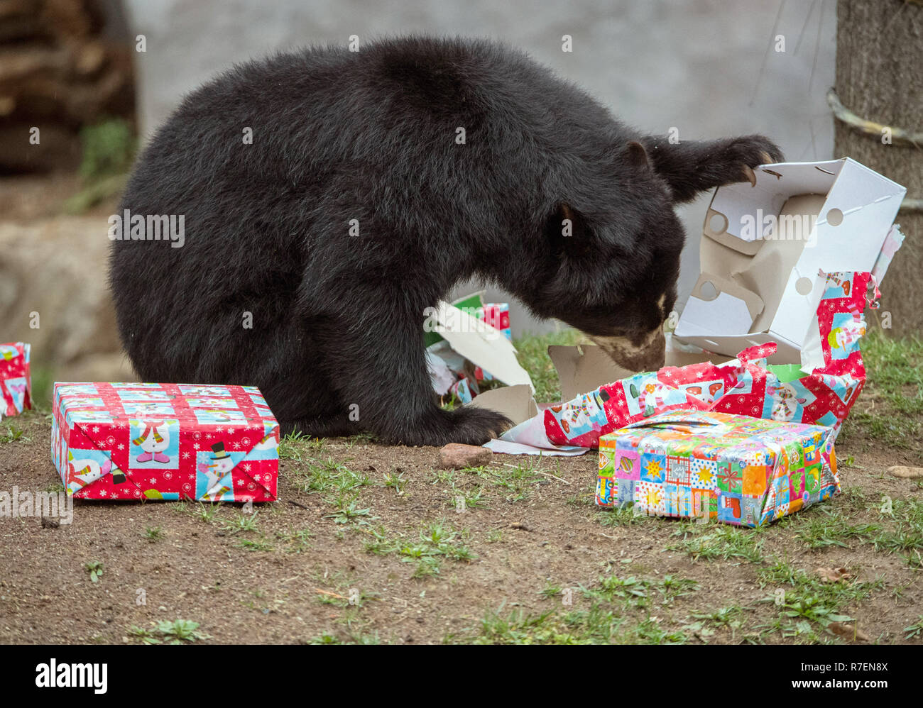 Frankfurt, Germany. 9th Dec 2018.  Spectacled mother Cashu opens a Christmas present with her paw. The spectacled bears in the zoo of the Main metropolis receive Christmas presents from their keepers on Sunday. Photo: Andreas Arnold/dpa Credit: dpa picture alliance/Alamy Live News Stock Photo