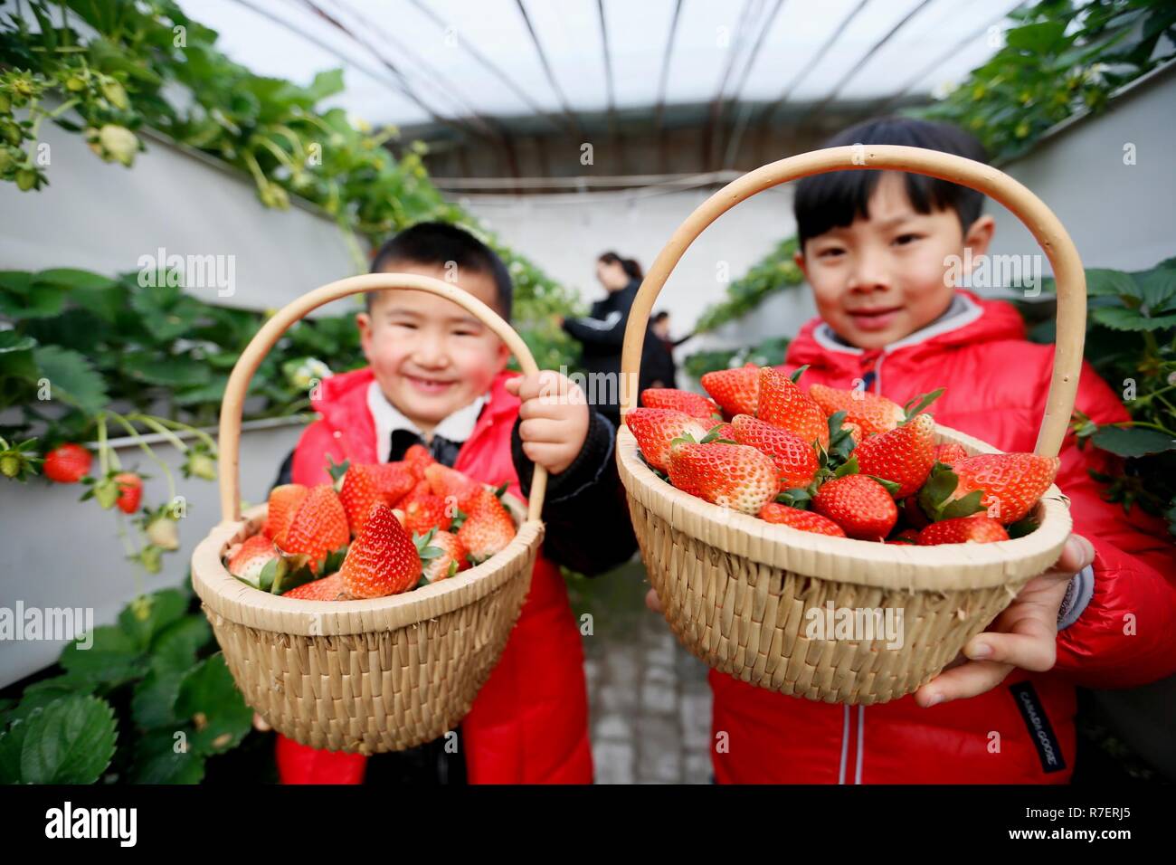Children greenhouse strawberry hi-res stock photography and images - Alamy