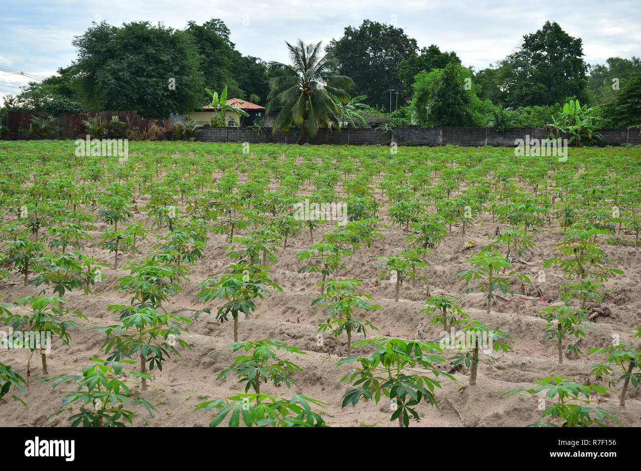 Asia Industry of Cassava Agriculture Stock Photo