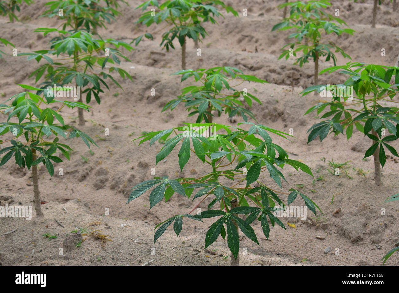 Asia Industry of Cassava Agriculture Stock Photo