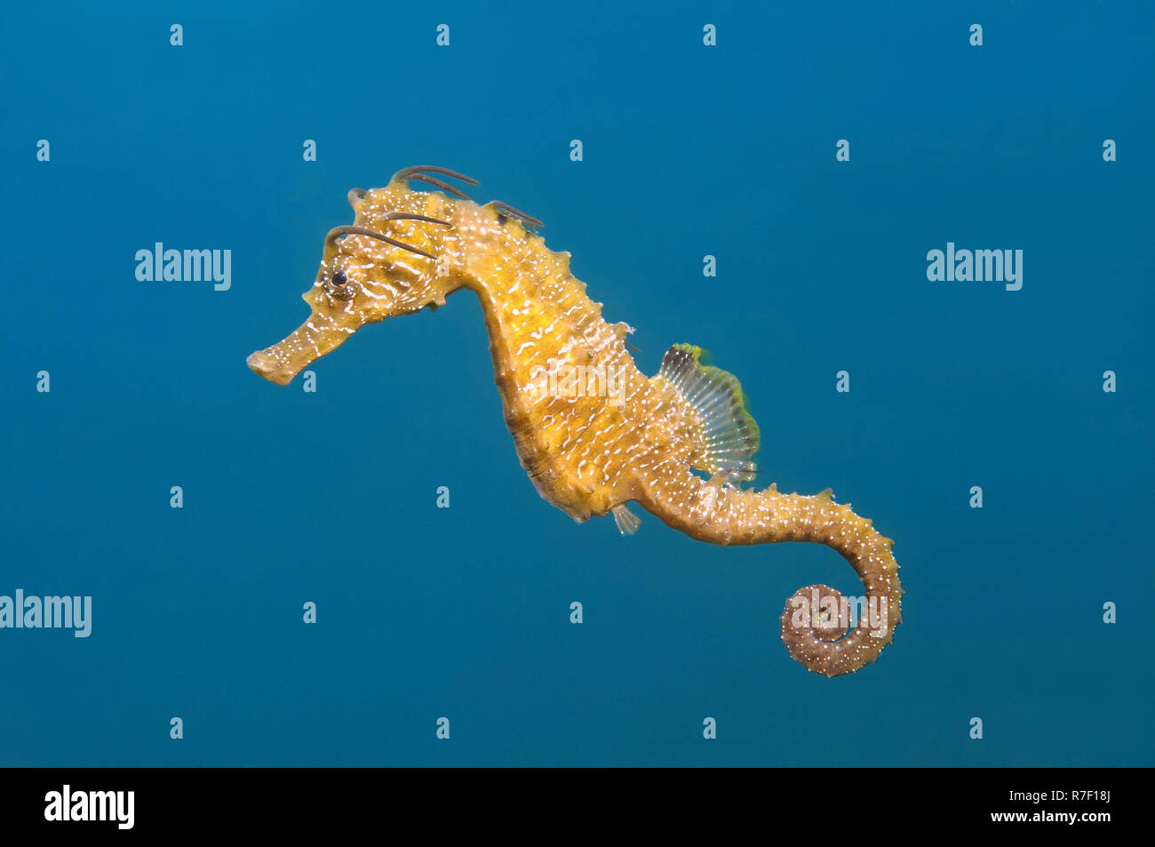Short-snouted Seahorse (Hippocampus hippocampus), Black Sea, Crimea, Ukraine Stock Photo