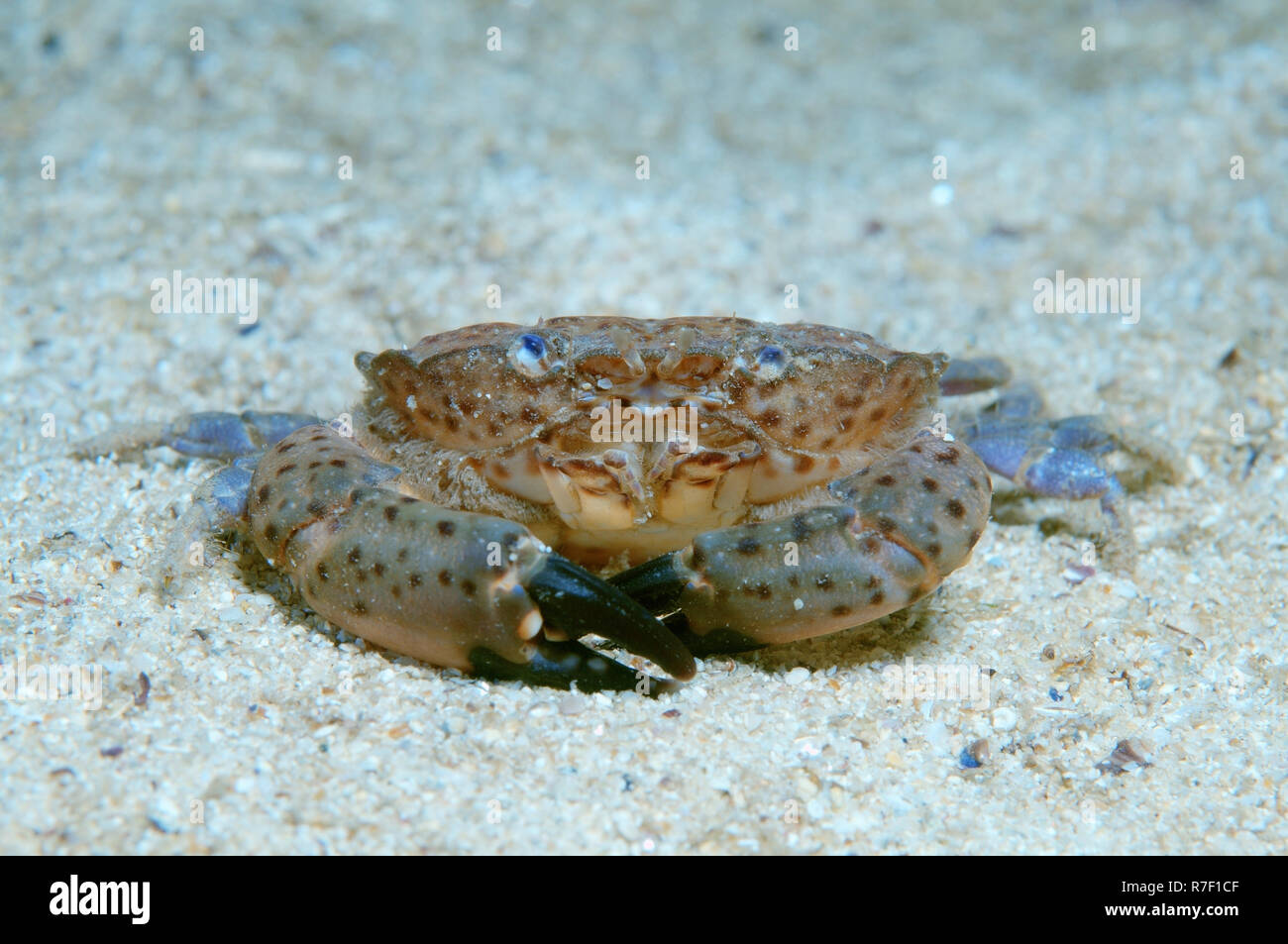 Crab species (Xantho poressa), Black Sea, Crimea, Russia Stock Photo