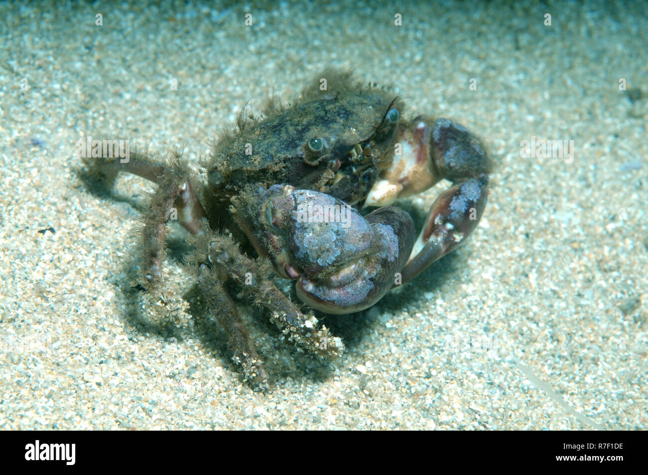 Bristly Crab or Hairy Crab (Pilumnus hirtellus), Black Sea, Crimea, Russia Stock Photo
