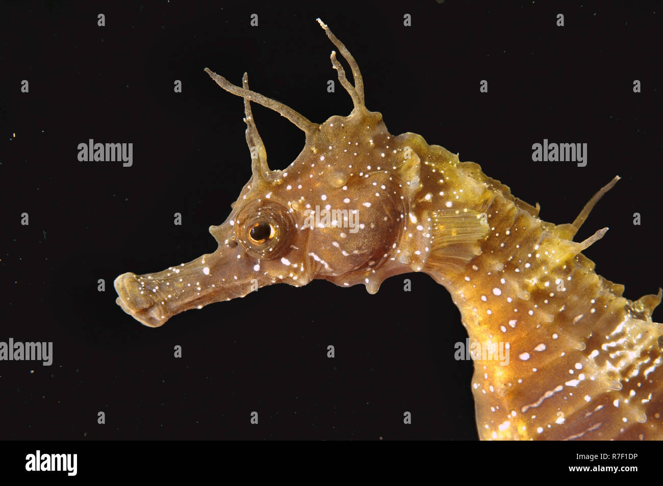 Short-snouted Seahorse (Hippocampus hippocampus), Black Sea, Crimea, Russia Stock Photo
