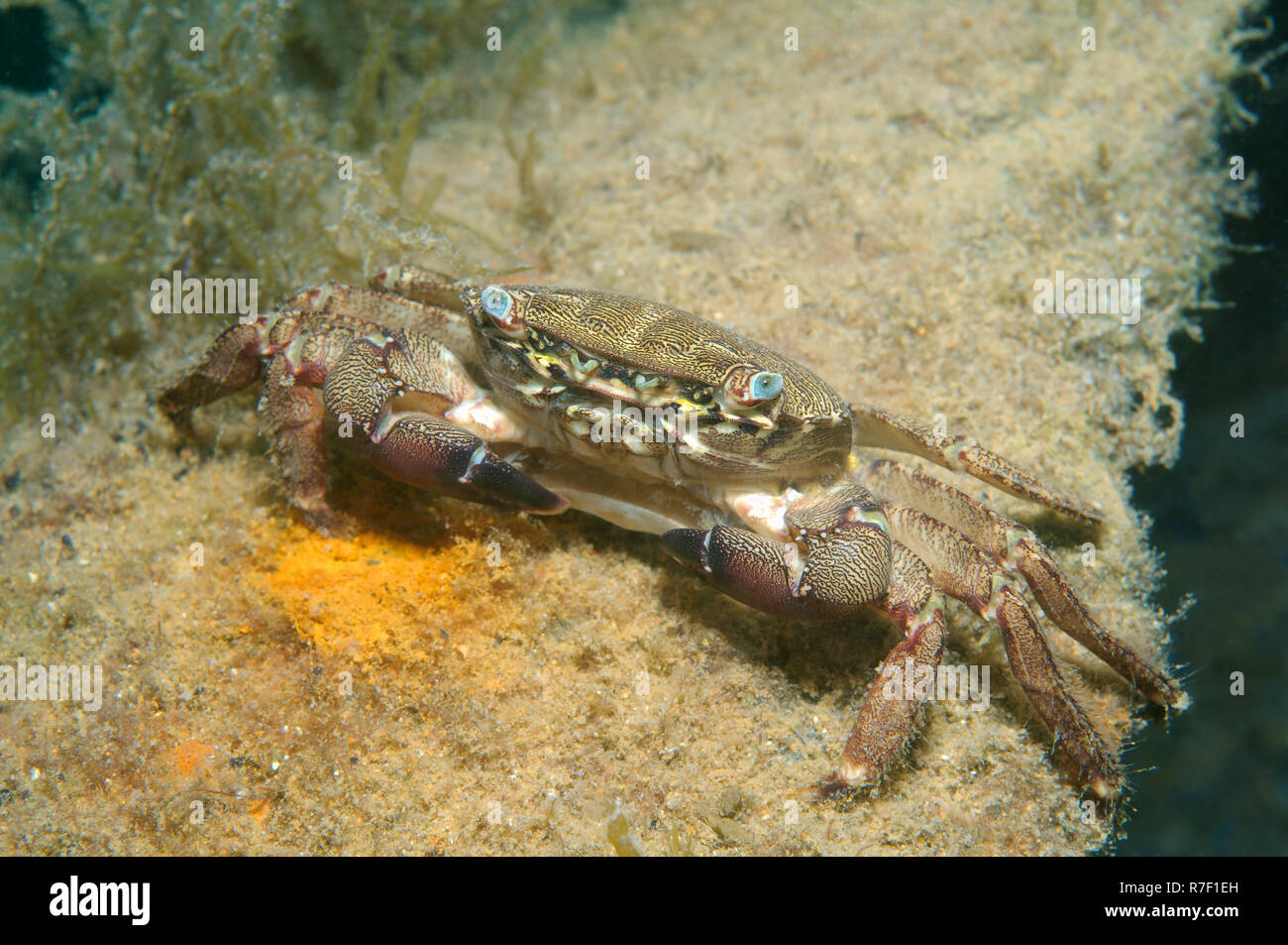 Marbled Rock Crab (Pachygrapsus marmoratus), Black Sea, Crimea, Russia Stock Photo
