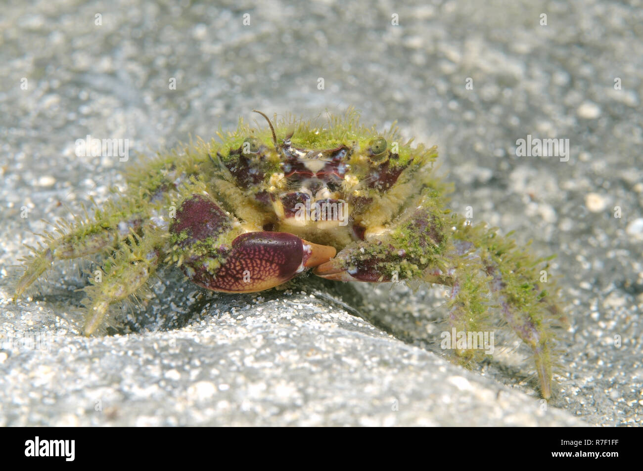 Bristly Crab (Pilumnus hirtellus), Black Sea, Crimea, Russia Stock Photo
