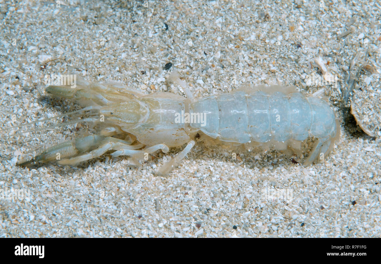 Mediterranean Mud Shrimp (Upogebia pusilla), Black Sea, Crimea, Russia Stock Photo