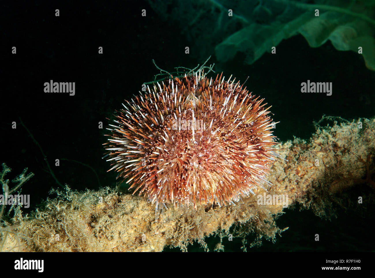 Green Sea Urchin (Strongylocentrotus droebachiensis), Sea of Japan, Primorsky Krai, Russian Far East, Russian Federation Stock Photo