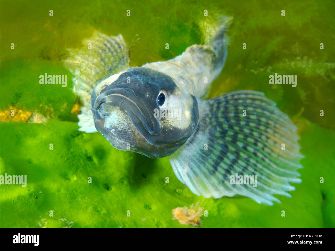 Yellowfin Baikal Sculpin or Baikal Yellowfin grewingkii), male, Lake Baikal