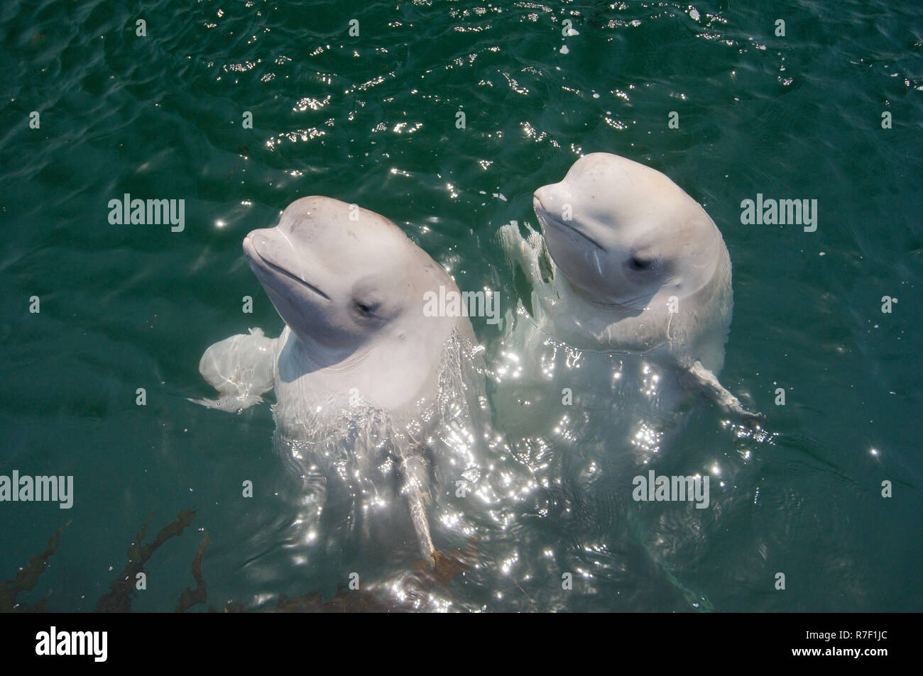Two young Beluga Whales or White Whales (Delphinapterus leucas), Sea of Japan, Primorsky Krai, Russia Stock Photo