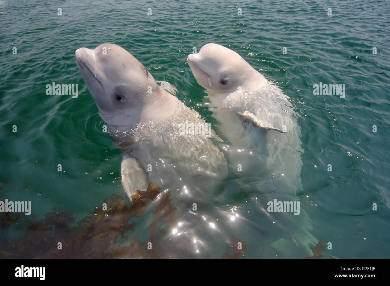 Two young Beluga Whales or White Whales (Delphinapterus leucas), Sea of Japan, Primorsky Krai, Russia Stock Photo