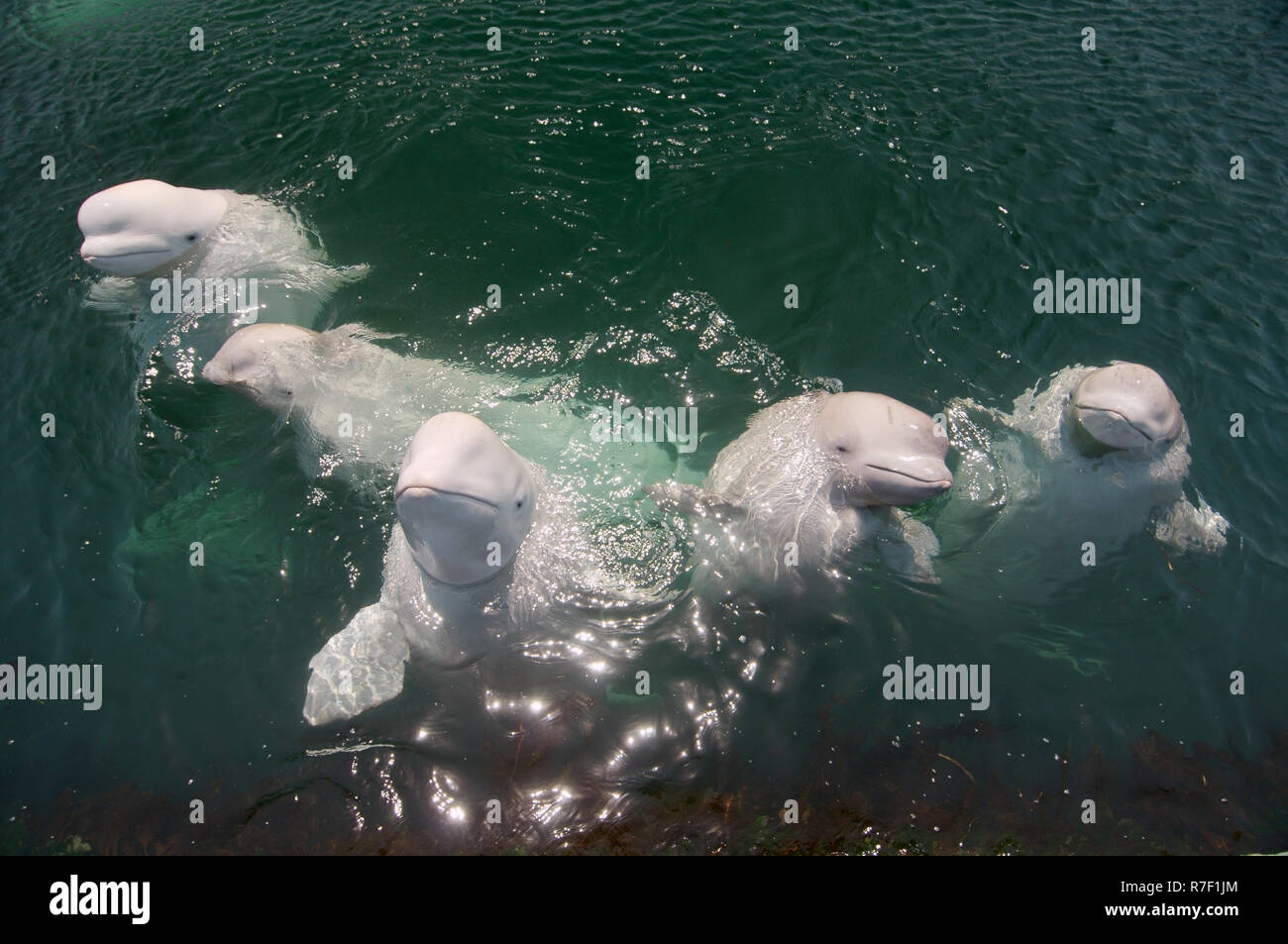 A school of Beluga Whales or White Whales (Delphinapterus leucas), Sea of Japan, Primorsky Krai, Russia Stock Photo
