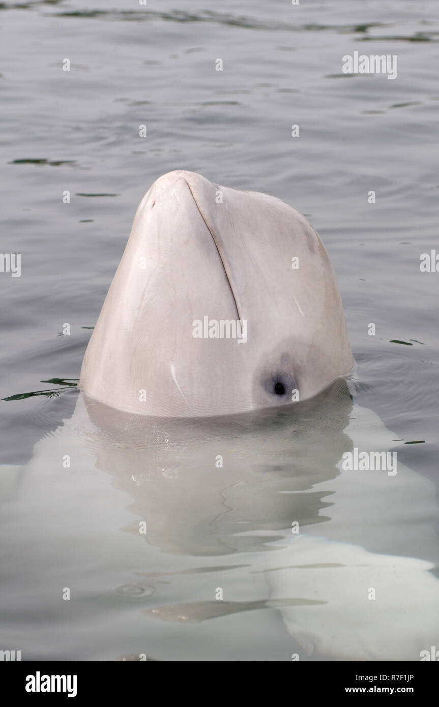 Beluga Whale or White Whale (Delphinapterus leucas), Sea of Japan, Primorsky Krai, Russia Stock Photo
