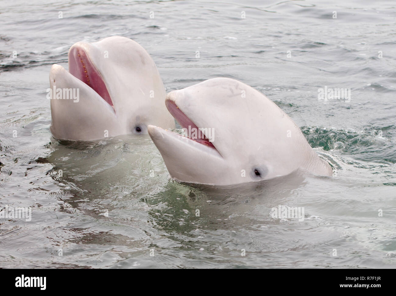 Two Beluga Whales or White Whales (Delphinapterus leucas), Sea of Japan, Primorsky Krai, Russia Stock Photo