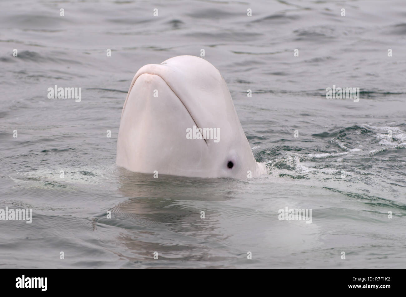 Beluga Whale or White Whale (Delphinapterus leucas), Sea of Japan, Primorsky Krai, Russia Stock Photo