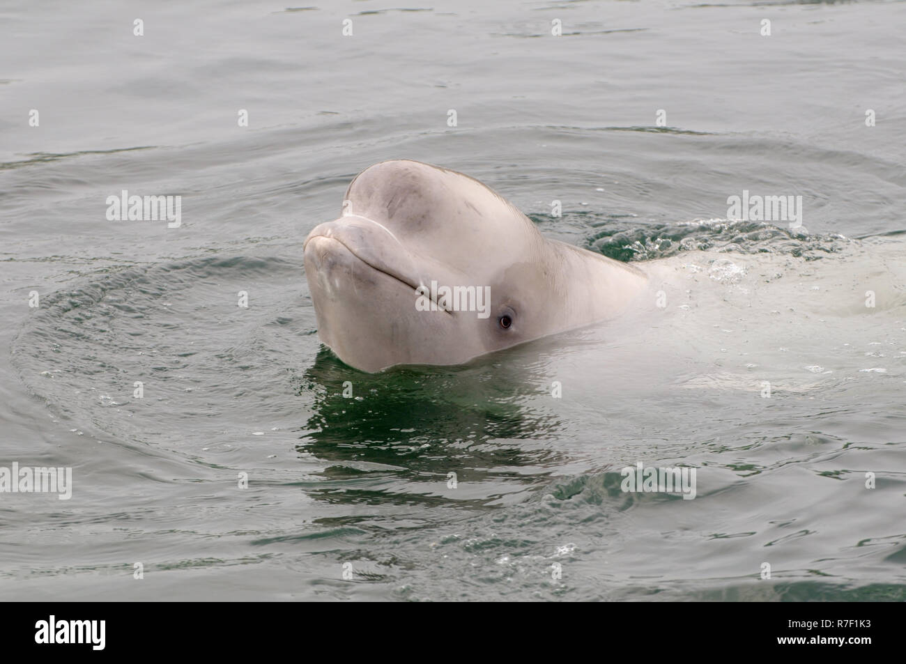 Young Beluga Whale or White Whale (Delphinapterus leucas), Sea of Japan, Primorsky Krai, Russia Stock Photo