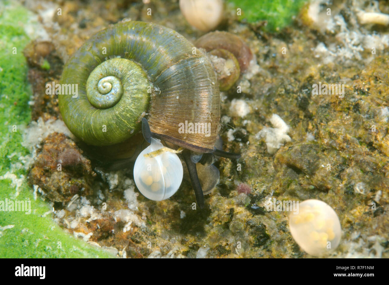 Great Ramshorn Snail (Planorbis planorbis) next to eggs, Lake Baikal, Siberia, Russia Stock Photo