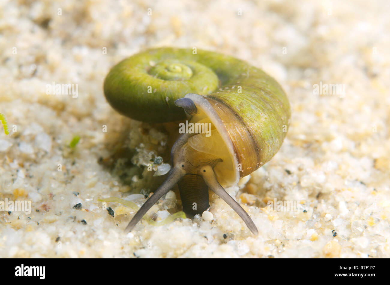 Great Ramshorn Snail (Planorbis planorbis), Lake Baikal, Siberia, Russia Stock Photo