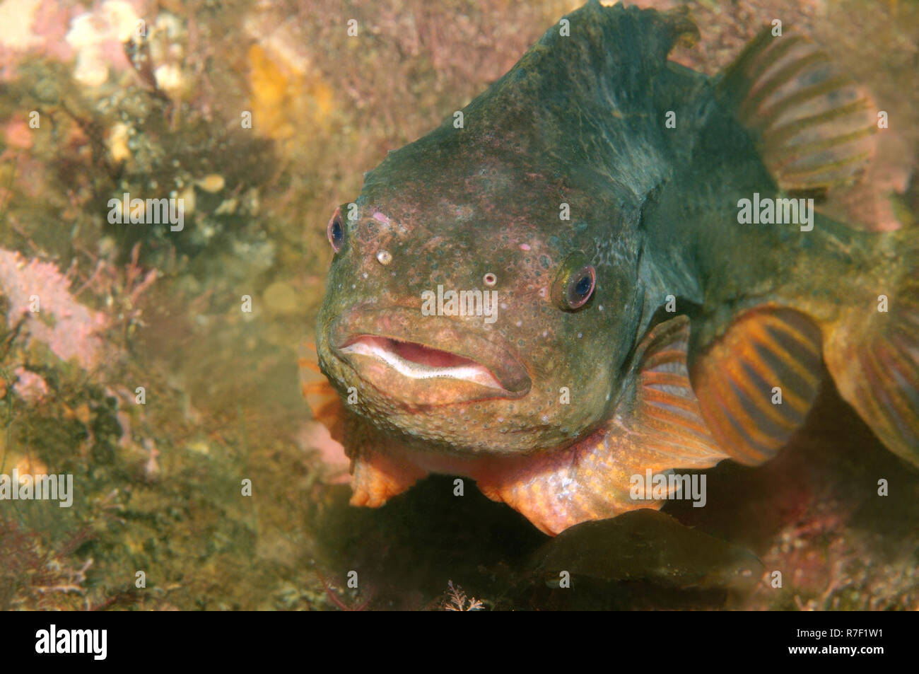 Lumpsucker or Lumpfish (Cyclopterus lumpus), White Sea, Karelia, Arctic, Russia Stock Photo