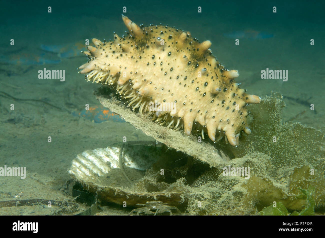 Japanese Spiky Sea Cucumber or Japanese Sea Cucumber (Apostichopus japonicus), Sea of Japan